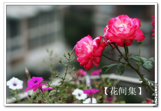 IMG_6150 ����.jpg