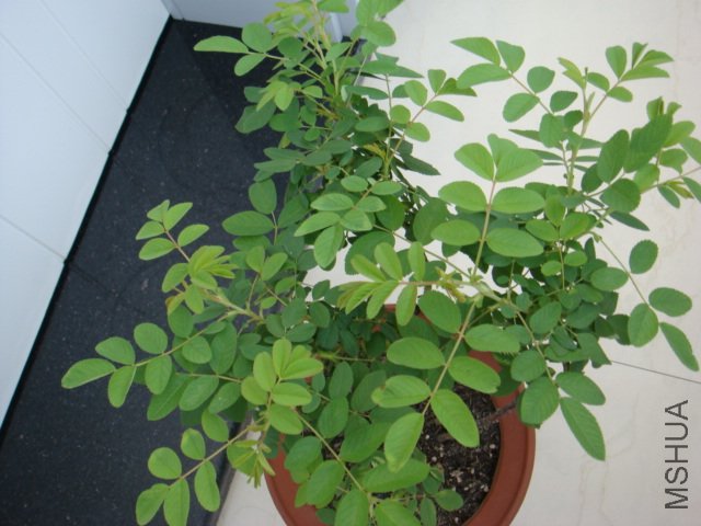 DSC00373.JPG