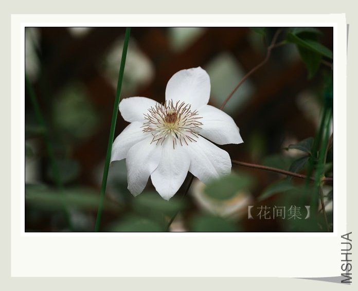 IMG_7385 ����.jpg