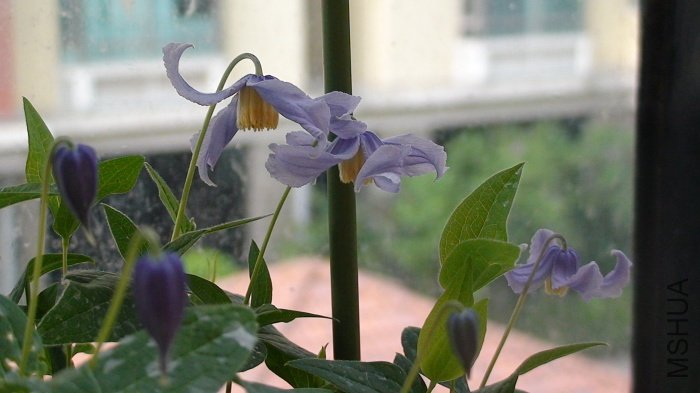 ����6-11�յķ糵��