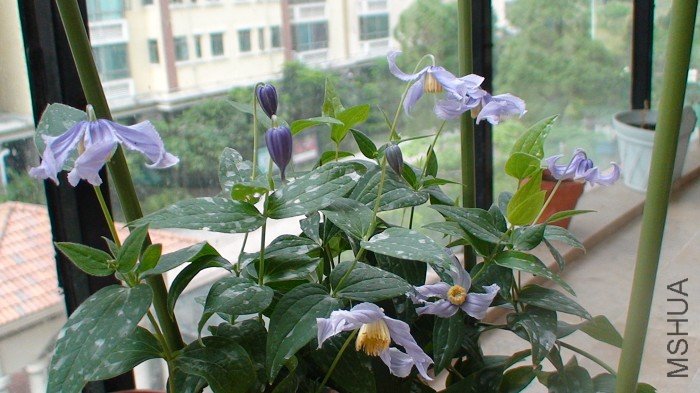 ������������ӡ�