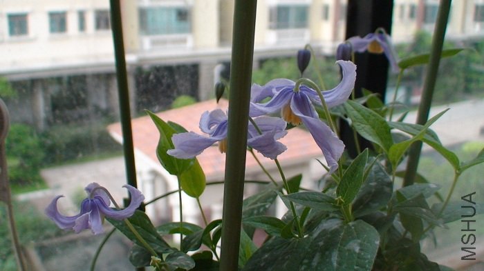 ��һ���Ƕ���������Ҳ��������