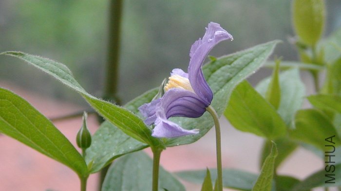 �¿��Ļ������͸����