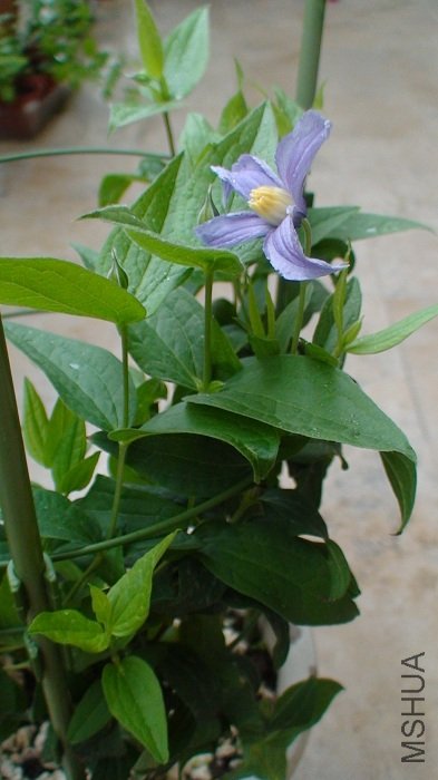 6-3�գ�����������ĵ������������˵ڶ��仨�����о��ܴ�����