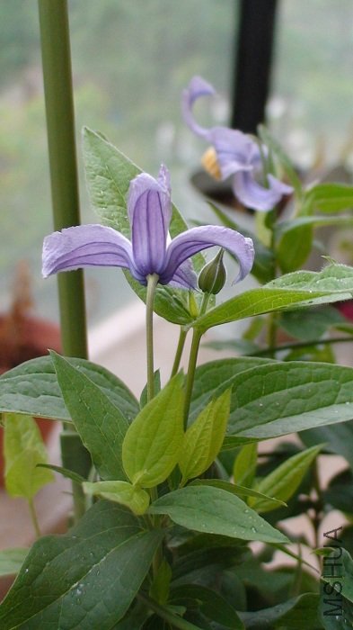 ���仨һ�𿴡��е��⾳�ɣ�