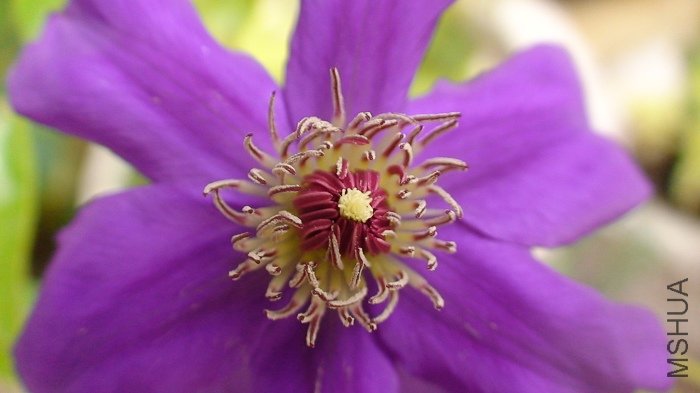 �����»��Ļ��