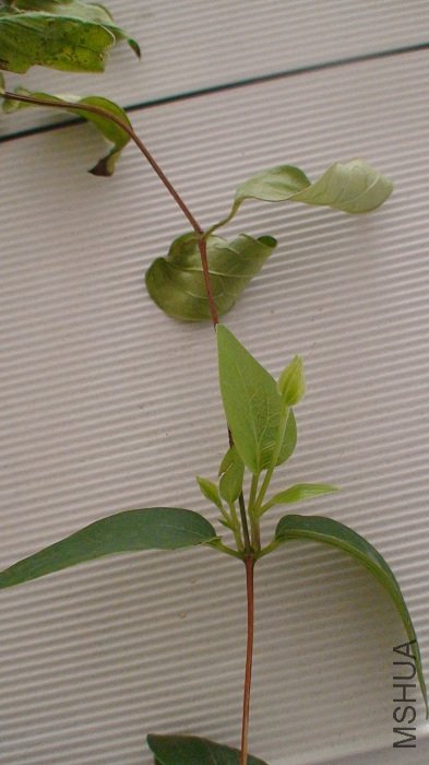 �����ⱻ�γ�����֦���³���������֦�����ҵ��İ��������������ۣ��ۣ��۰���