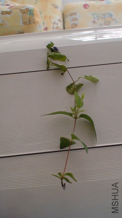 6-12�գ������ϲ���֦���Ѿ������ˣ��µ�֦���Ѿ����˳������̲�ס���ְ���ժ����˭֪ʹ��̫�󡣡���������