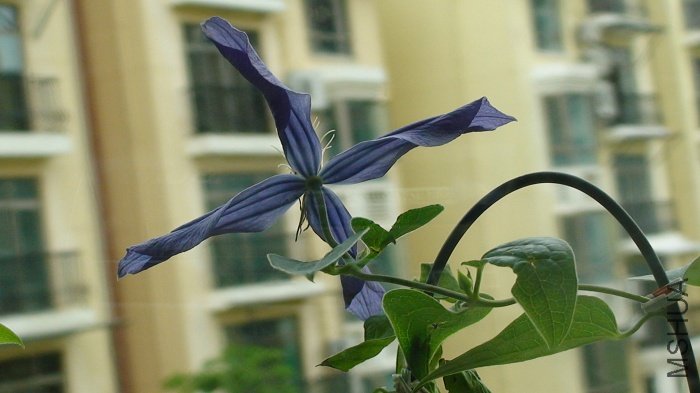 6-11�գ������Ļ�����û���͡�