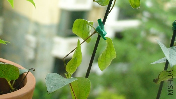 ��һ֦���Ѵ��˺ܴ�Ļ��٣������Ѿ���ɫ����Ҫ���ˣ�˭֪��󣬱��۶��ˣ��۶ϴ���������ѿ�����ϲ���Ҷ�� ...