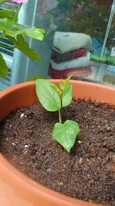 4-5�գ����Գ����ˣ���֪�����������ǻ��ˣ�