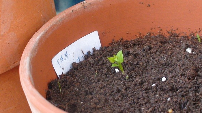 3-23�գ�����Ǹ�ѿ�Ѿ���������Ҷ��С�Ļ�û������