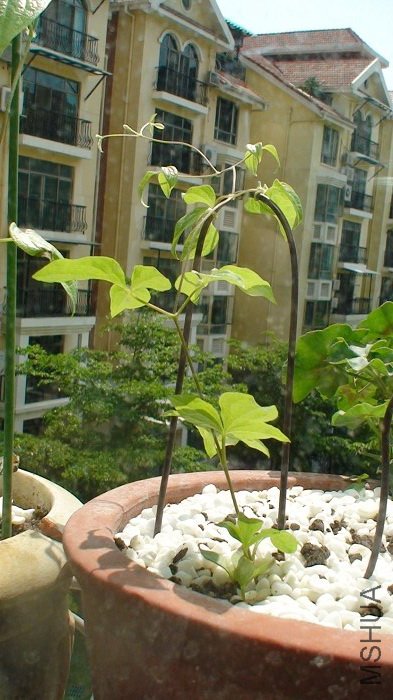 5-9�գ�û�뵽������Ĺ�����ֳ���һ���ĸ߶ȣ��뵱�����쳤��һ���µķ�����