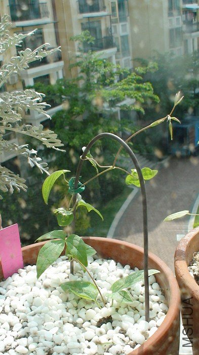 һ���º�5-5�գ�С�粢û�г��߶��١��������ڳ����ɡ��������ڰ�ο�Լ���