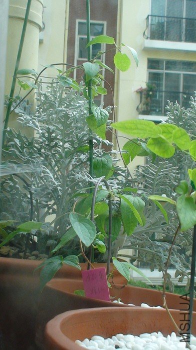 5-25�գ�֦���鳤��ֻ�����������ԱߵĽܿ˵ļ����ϡ�