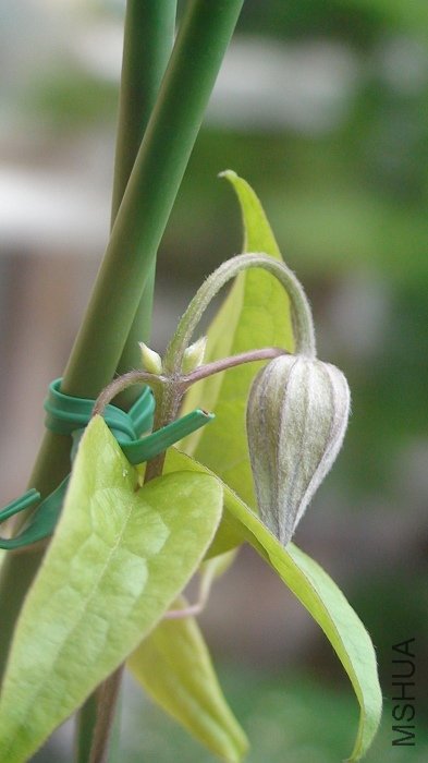 6-11�գ������ٵĻ�����ʼ�´����ƺ���ʼ��ɫ��