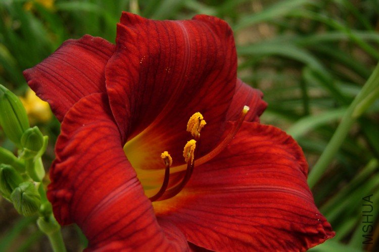 DSC08431-.jpg