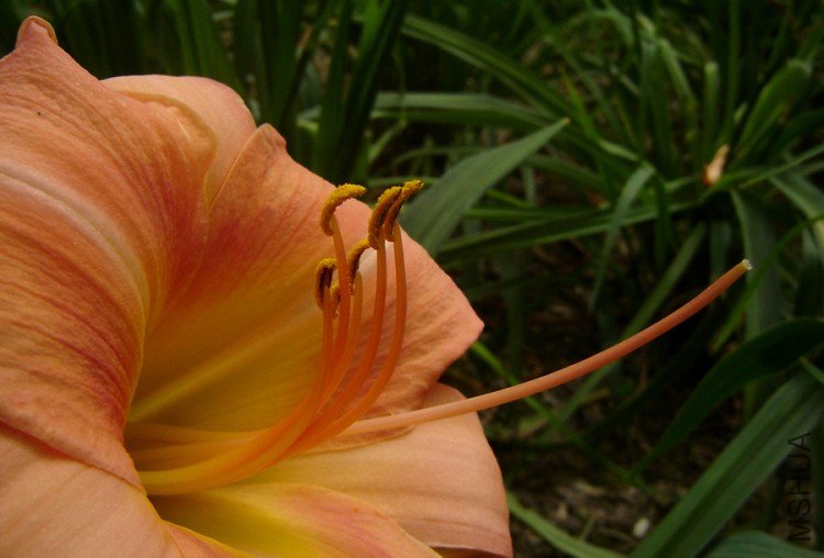 DSC08436-.jpg