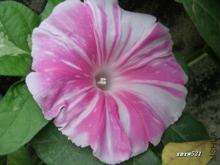 ��ɫ����