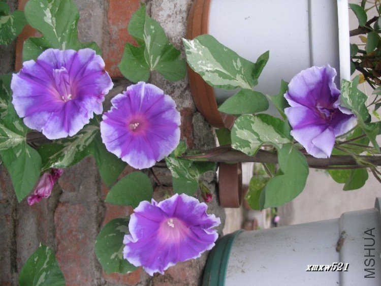 ��ɫ����