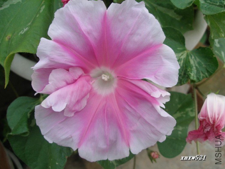 ��ɫ����