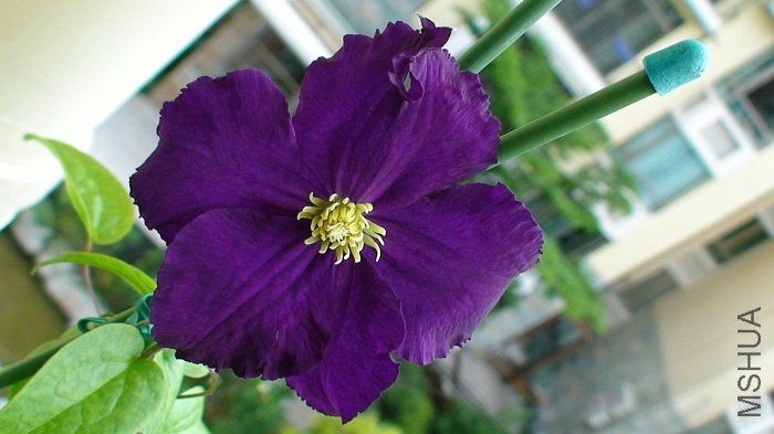 ������д��