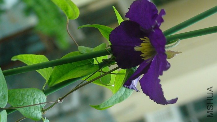 ����һ�����ߵ����ӡ�