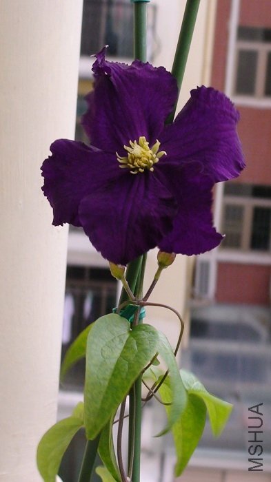 �ɴ��������֧���ϡ�