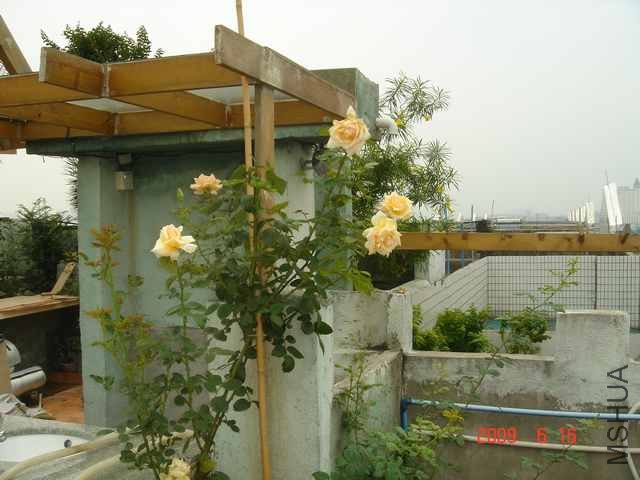 ���ߵĴ�ש��