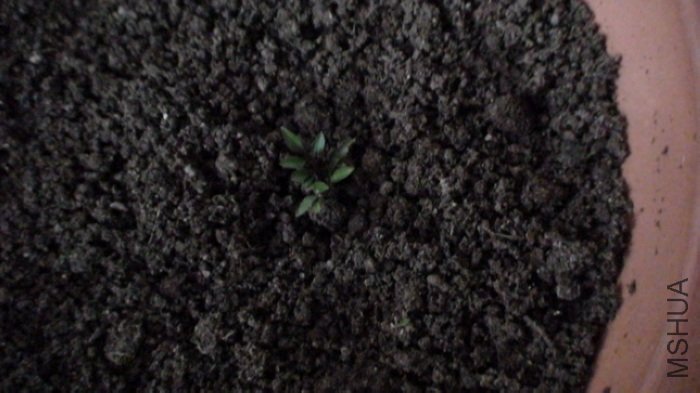 1-2�գ���������ѿ�ˣ��������ĵģ����ߺܰ�����