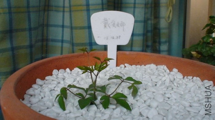 1-11�գ�ҶƬ�ſ������¿��Կ��ó����ˣ�����ҶƬ����С������ͬ��һƬҶ�Ӿ��кܶ�ĸ�Ҷ��