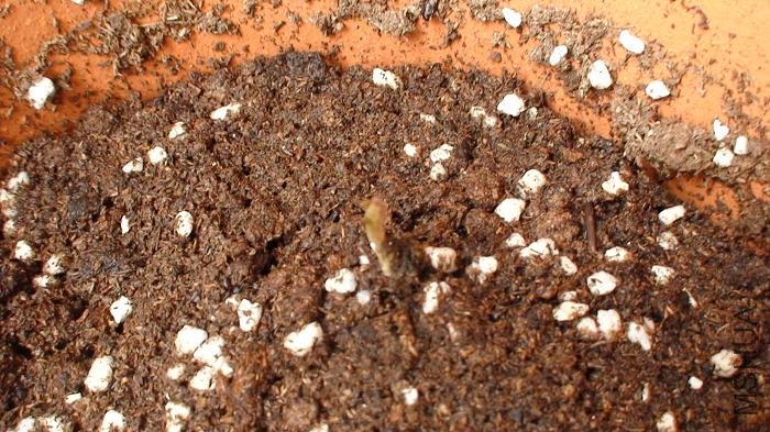 12-26�գ��������µڶ�������ӣ�Ҳ��¶��ѿ��ġ�