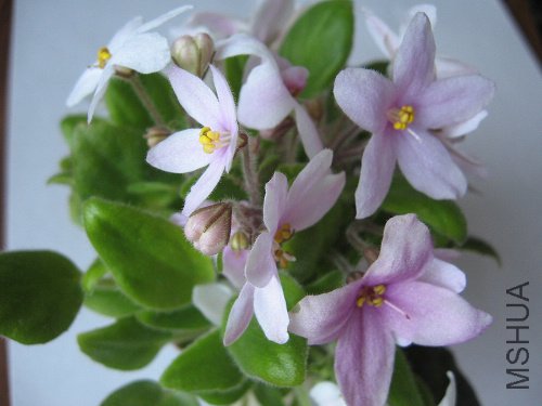 ��������Ҷ���翪�Ļ�