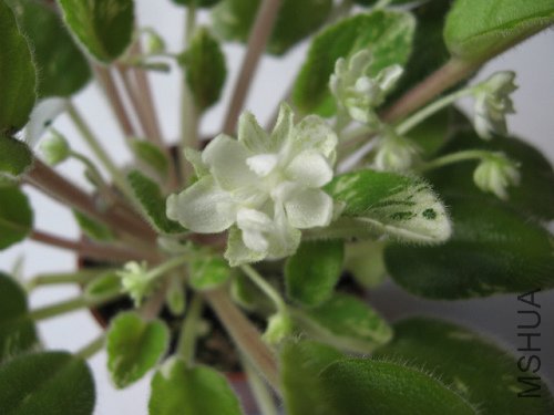 С�����341