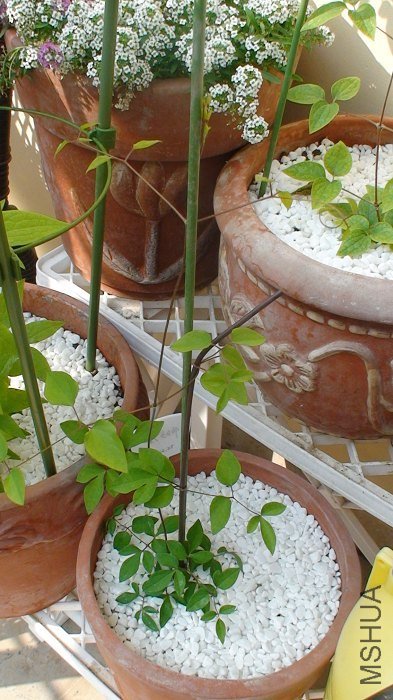 2-3�գ����úÿ찡��ԭ�е�֧���Ѿ������ˣ��������˸�80CM�ĸ߸ˣ�