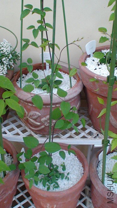 2-9�գ�����һ�ܣ����˸߸˺��С�����᳤�úܿ죬�ⲻ���ֳ��������ڡ�