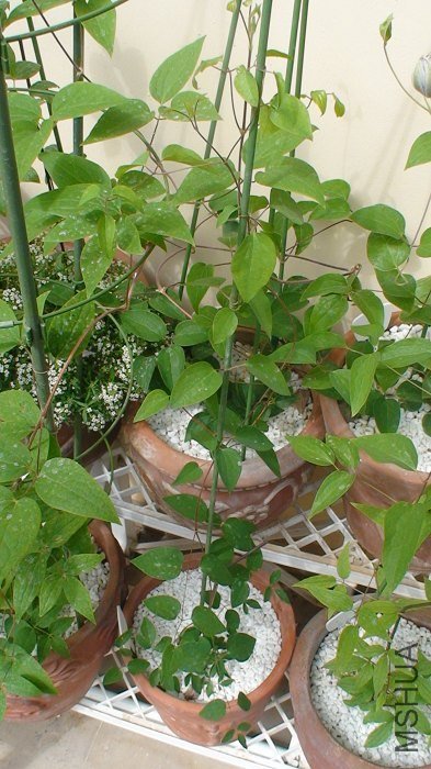 2-27�գ����ǽ��������ӡ�