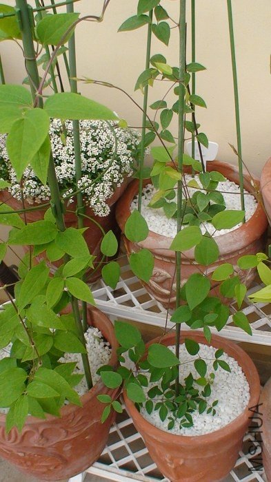 2-13�գ��Ѿ������˸߸˵����ϲ��ˡ�