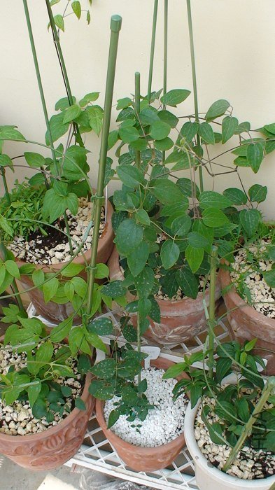 4-9�գ�����һ���£��Ѿ������˸߸˵Ķ��ˣ���Ҳû����ظ������ˣ�