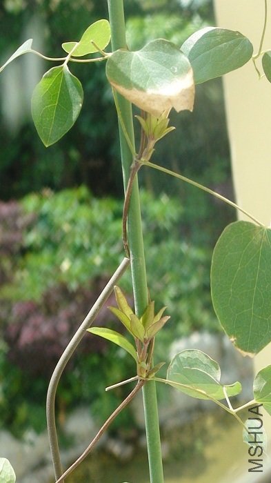 5-9�գ�������Ĺ�����ѿ���Ѿ���������Ҷ���ÿ찡��