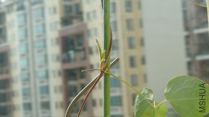 ���ҷ������µ�ϣ�����Ѿ����˲���Ҷ�ӵ�����Ȼ��ҶҸ����������ѿ����