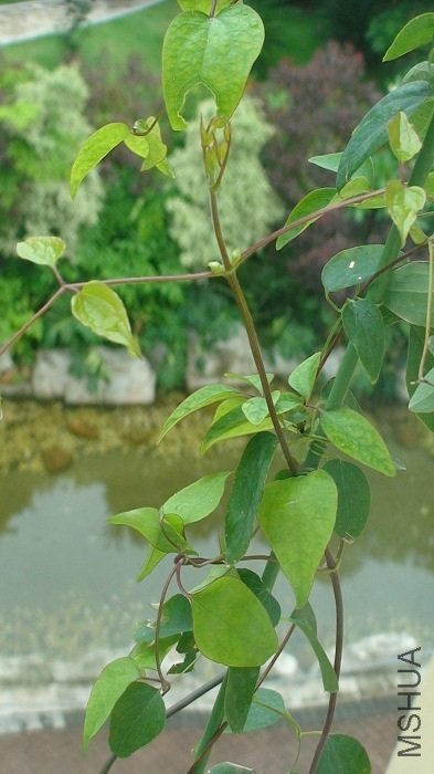 ������дһ�£�����û�����³�����֦����ԭ������֦��Ҫ��׳���ѹ��ܿ����أ�