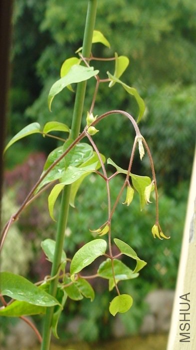 6-4�գ���һ�ԣ�����֦���ģ�������д��