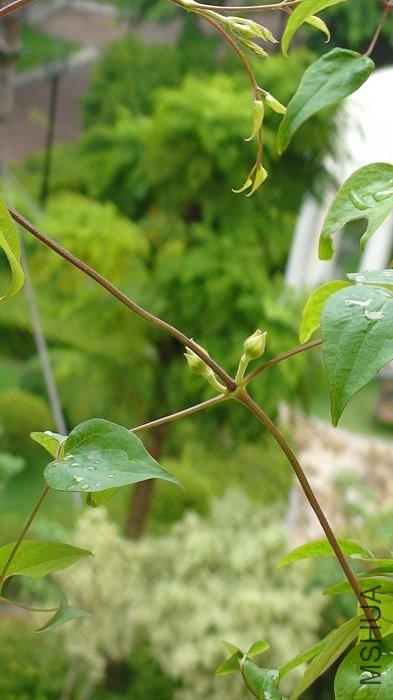 6-4�գ� ������д���ײ�֦������