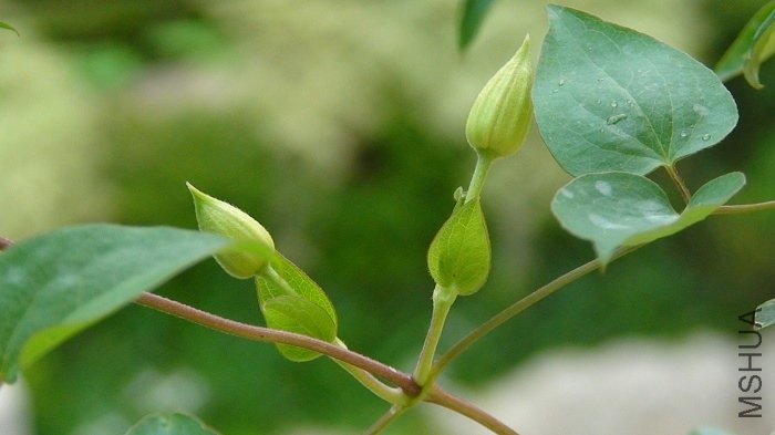 6-11�գ��ײ�֦���Ļ��پ͸��Ӵ�����