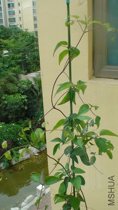 6-2�գ�ֲ���ϲ���ԭ�����������Ķ���Ҳ�������µĽ�����֦����������Ҳ�ȵײ��Ĵ�׳��