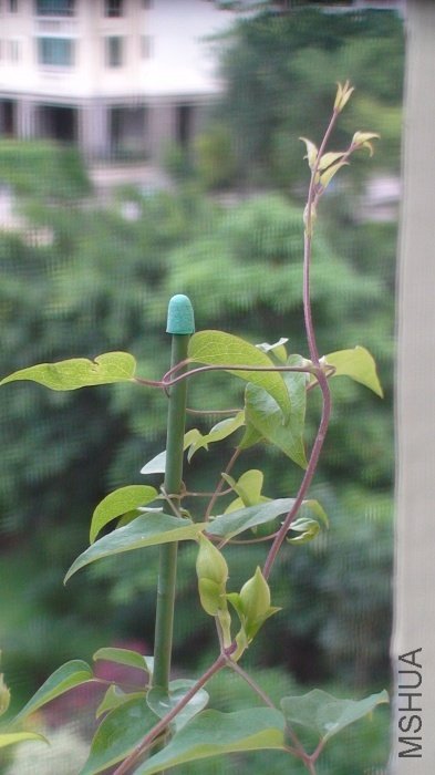 6-11�գ���֦�Ļ���Ҳ�����˺ܶ࣡