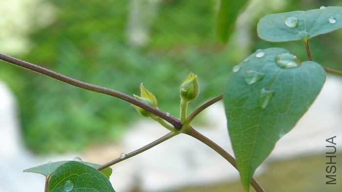 6-5�գ�������д���ײ�֦������