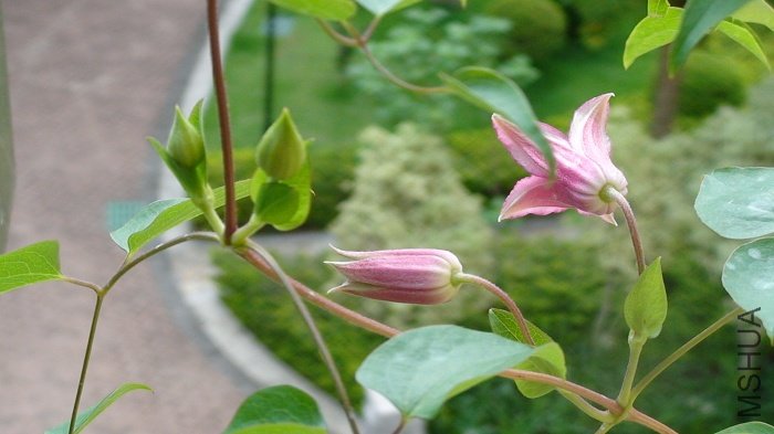 6-15�գ��峿���������ӣ�