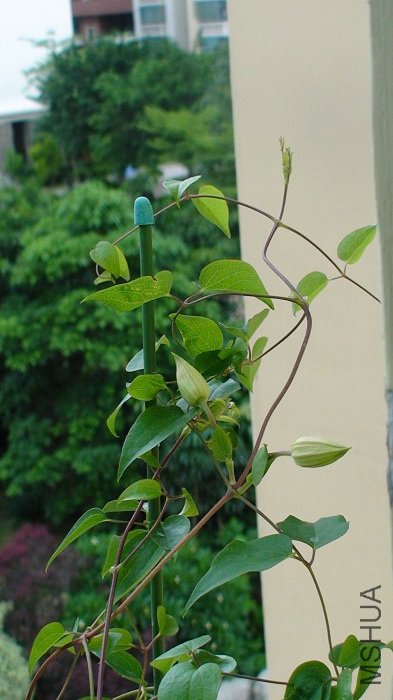 ���Ƕ�֦�Ļ������ƺ�Ҳ�쿪����